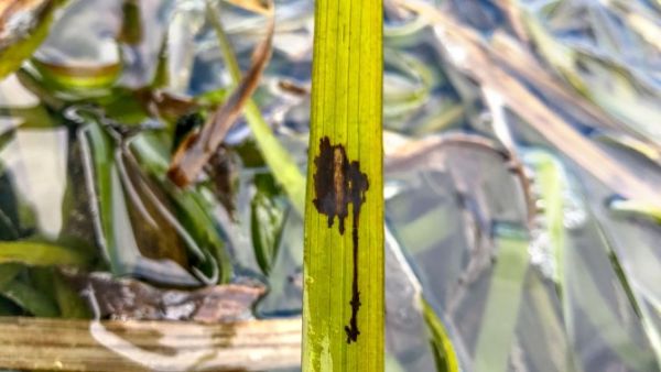 A diseased blade of eelgrass