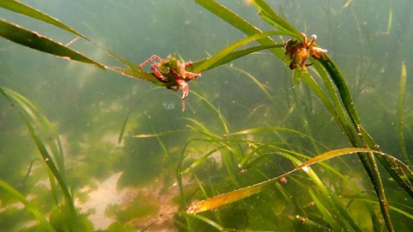 Sea creatures cling to blades of eelgrass 