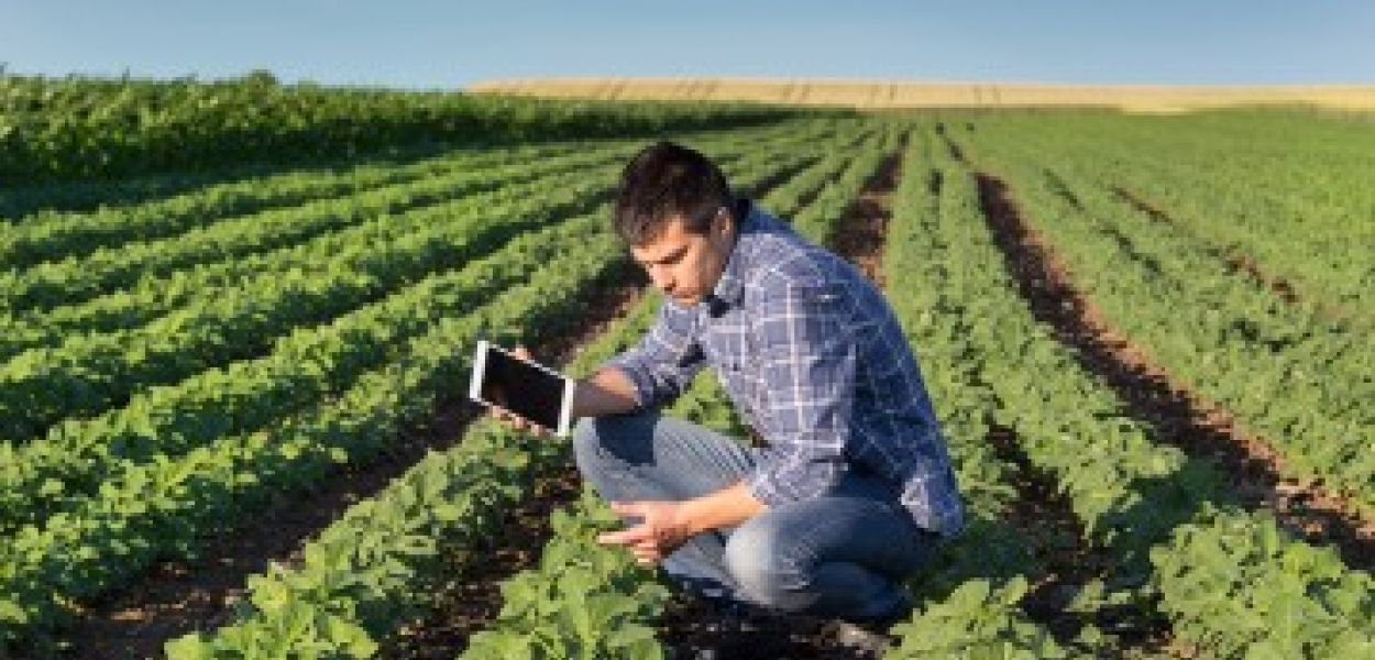 A farmer, holding a tablet and crouching among rows of crops. A farmer, holding a tablet and crouching among rows of crops.