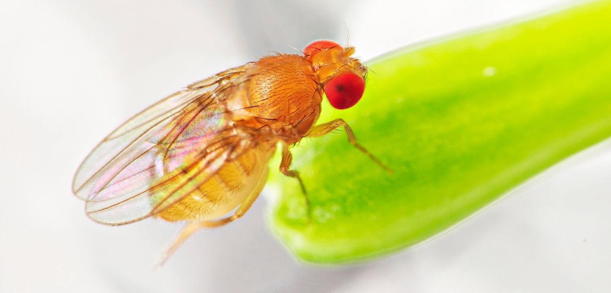 A close up photo of a fruit fly