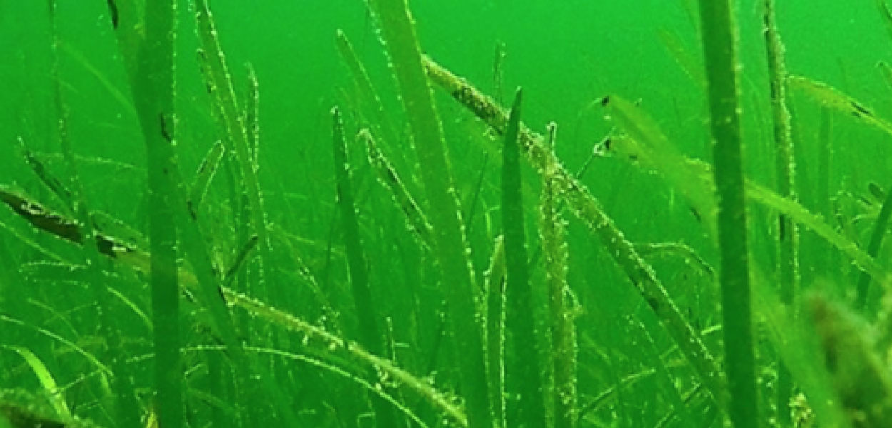 photo of eelgrass