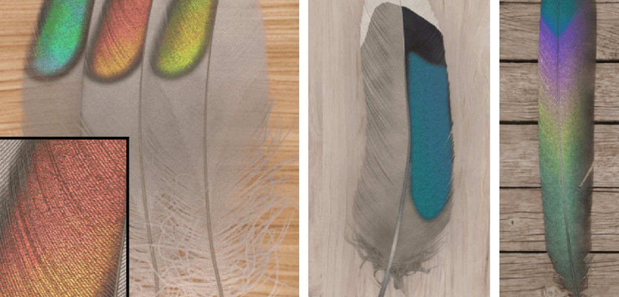 A color photo showing various feathers