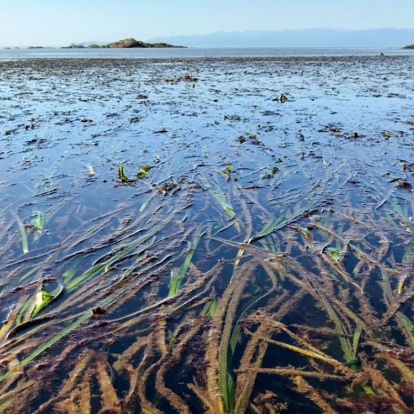 An eelgrass meadow is pictured at low tide at False Bay Biological Preserve