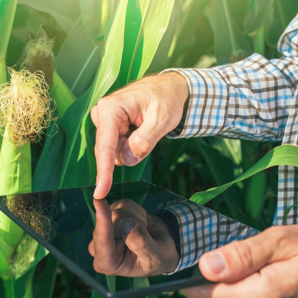 man using iPad in a cornfield