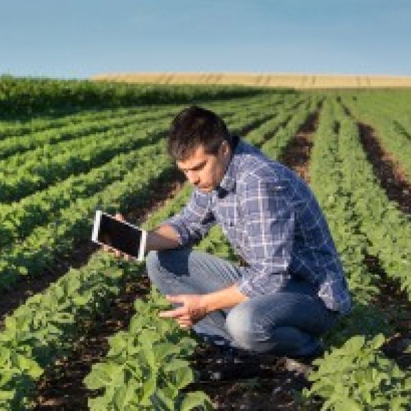 A farmer, holding a tablet and crouching among rows of crops.